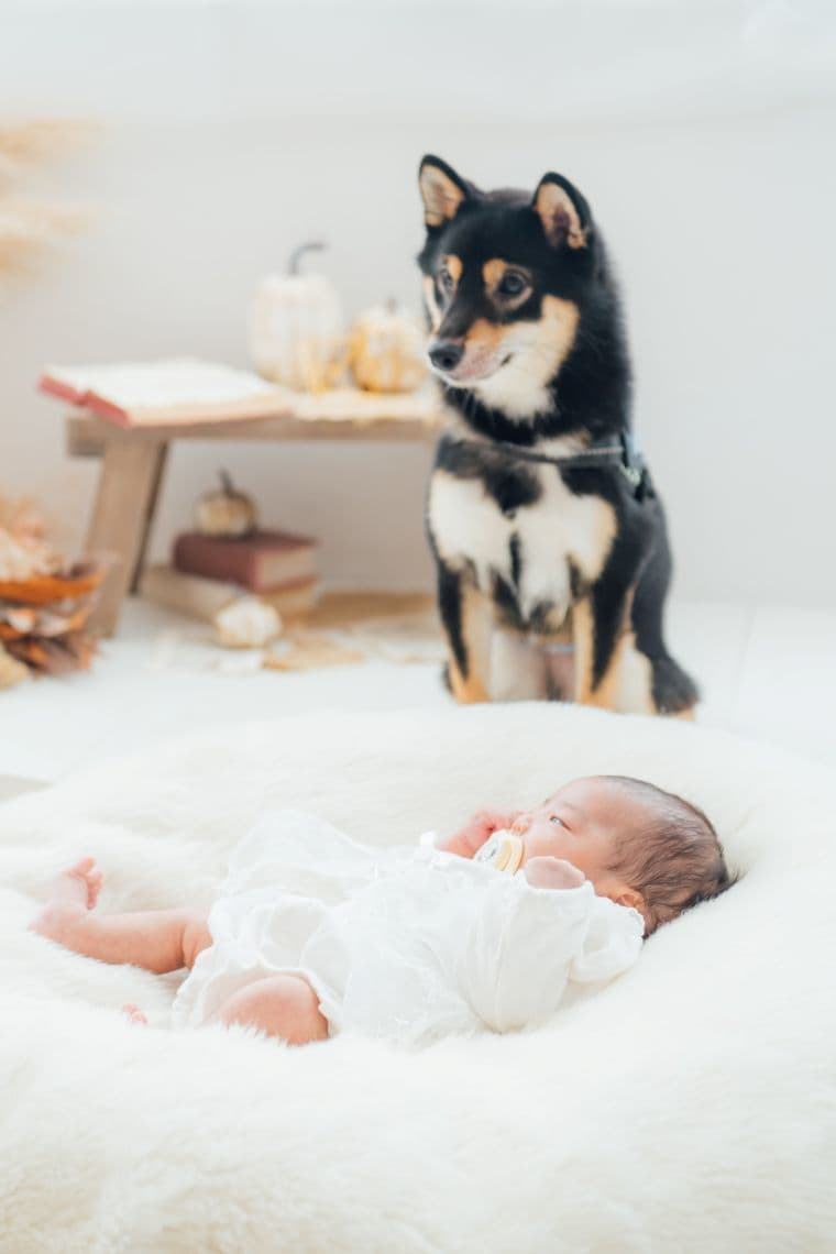 アニバーサリー・記念写真の撮影：愛知県半田市ルリエフォトスタジオ