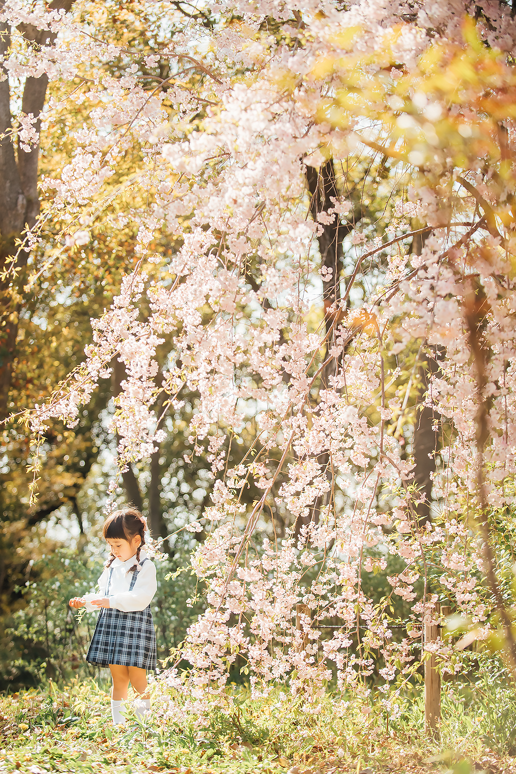 桜フォト キャンペーン 家族写真 記念写真